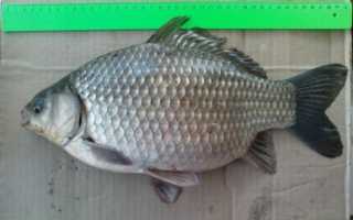 Самые большие караси — рекордные экземпляры и особенности рыбалки