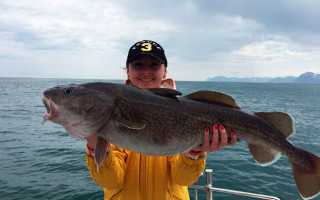 Рыбалка на камбалу: приманки, снасти, техника ловли