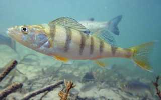 Рыба «Хариус европейский» фото и описание