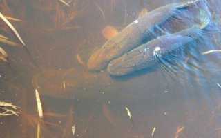 Нерест судака весной. Судак после нереста