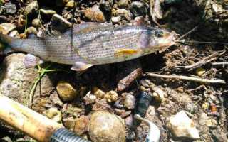 Где искать и как ловить хариуса осенью