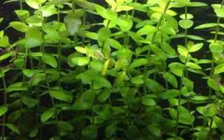 Аквариум с растениями или травник. Выбор, посадка и содержание живых аквариумных растений.