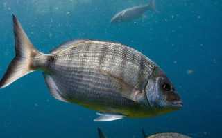 Рыбы черного моря. Названия, описания и особенности рыб черного моря