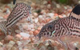 Сомик коридорас аквариумный: уход и размножение (фото)