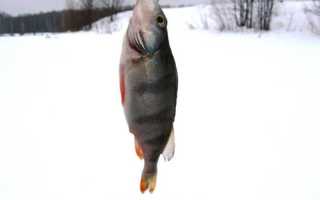 Мормышки на леща: с мотылем и безнасадочные. техника и тактика