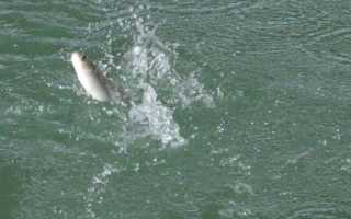 Рыба кефаль – блестящее чудо для здорового, бюджетного питания