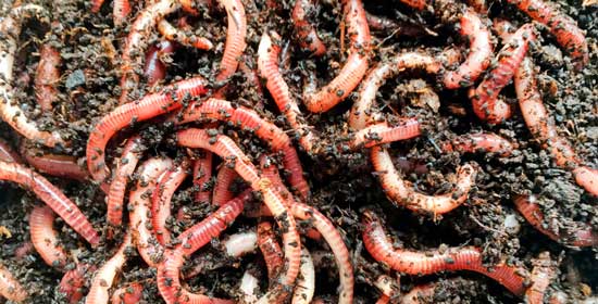 Червяк навозный отличная наживка