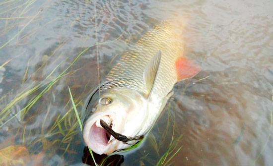 Крупный голавль