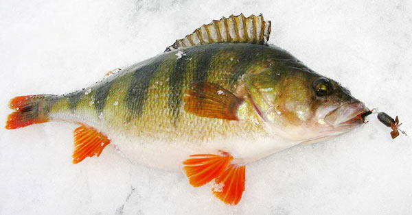 Ловля крупных окуней зимой