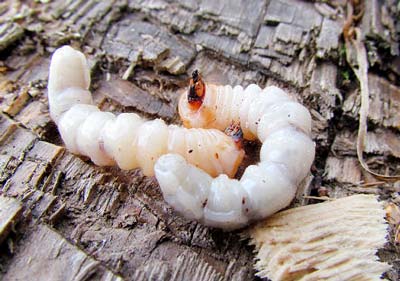 Личинки жука короеда