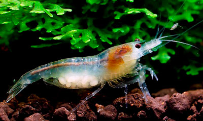 Креветка наживка