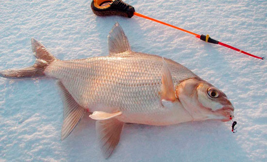 Ловля леща зимой