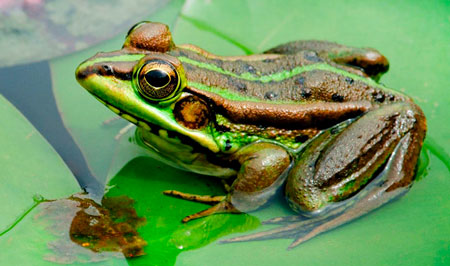 Лягушка наживка на сома