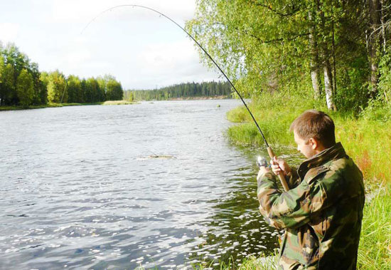 Вываживание крупного окуня