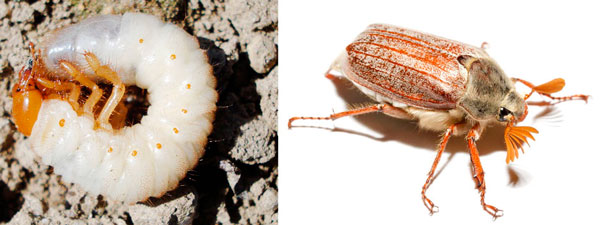 Майский жук и его личинка