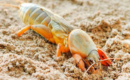 Медведка наживка на сома