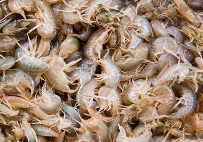 Мормыши бокоплавы