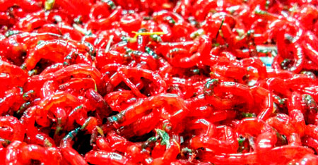 Наживка мотыль