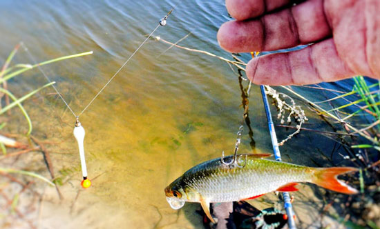 На живца с поплавком