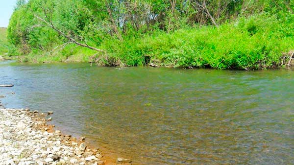 Нависающие над водой кусты