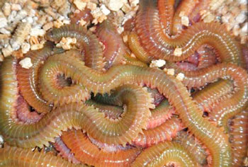 Морской лиманный червь нереис