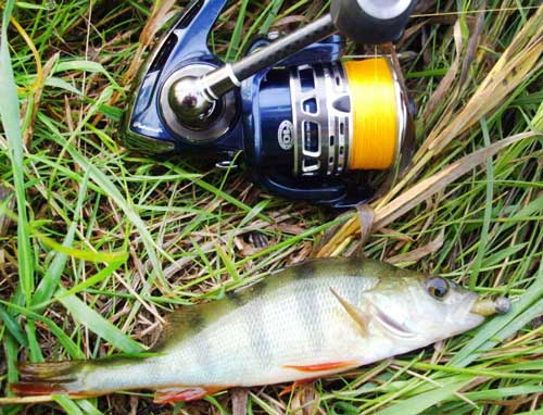 Окунь на микроджиг спиннинг