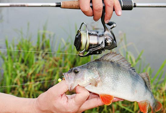 Ловля окуня на микроджиг