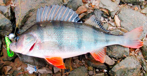 Как поймать окуня-горбача