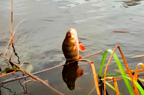 Окунь на поплавочную удочку