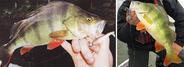 Окунь на джиг