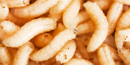 Опарыш личинки мухи наживка