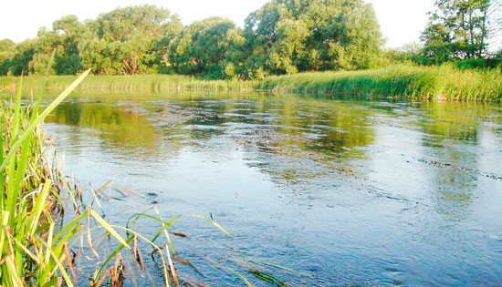 Перекат с водной растительностью