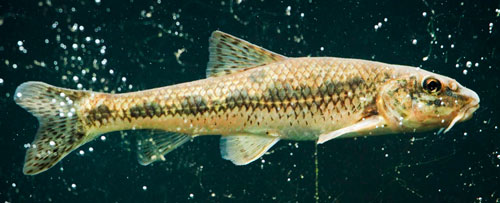 Живец пескарь