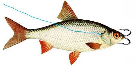 Насадка живца под жабру