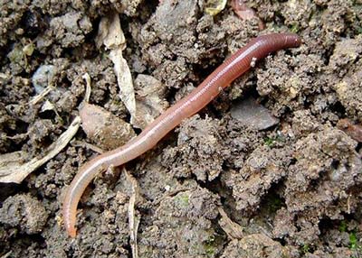 Червь подлистник