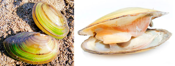 Мясо ракушек насадка