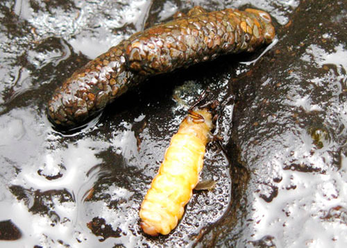 Ручейник и его домик