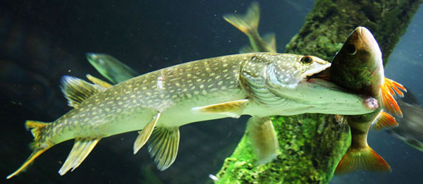 Щучка схватила живца