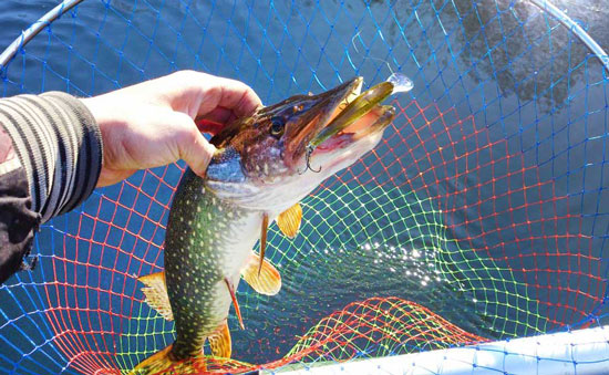 Щука на реке