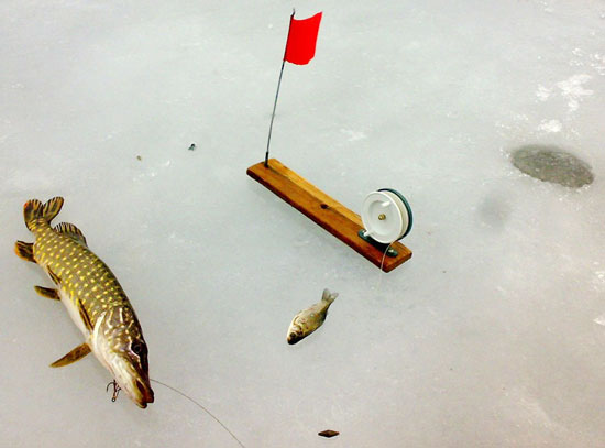 Щука на живца зимой флажки