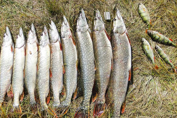 Улов щуки на живца окуня