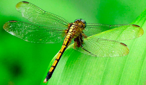 Стрекоза наживка