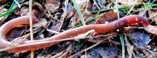 Червяк выползок