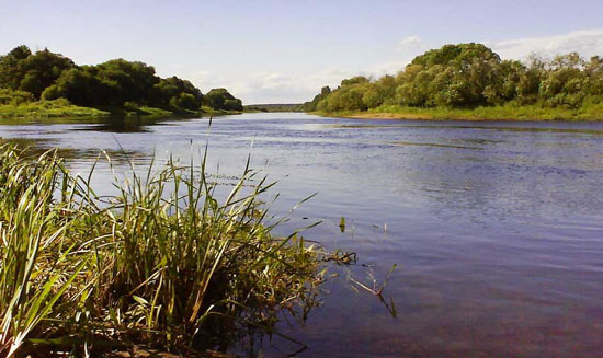 Травянистый участок реки