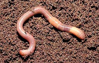 Червь земляной